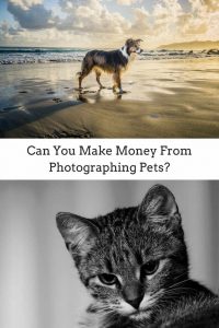 Pet Photography - Can you make money photographing pets